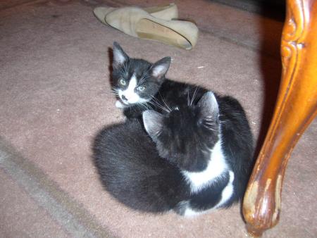 voila deja deux bebe chat ah donner