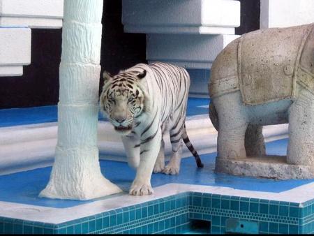 tigre blanc