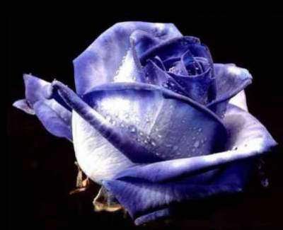 ROSE BLEU